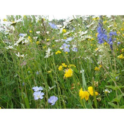 Osivo Česká kvetnica 5-10m2, 10g