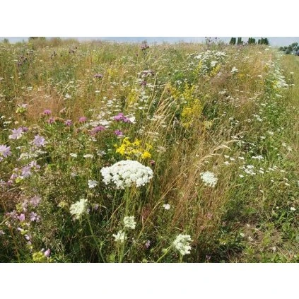 Osivo Lúka na výsušnú pôdu kvetová 5-10m2, 10g