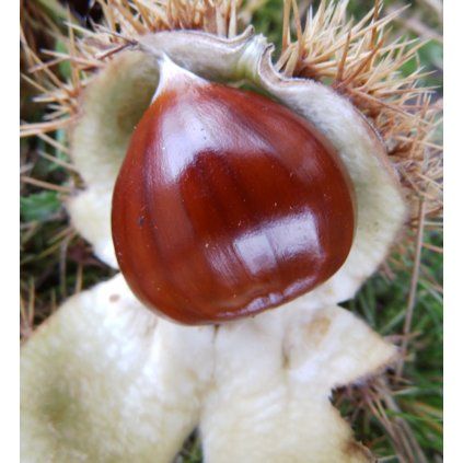 Gaštan jedlý Marigoule, v črepníku 6l