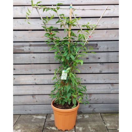 kiwi issai konštrukcia 960x1200