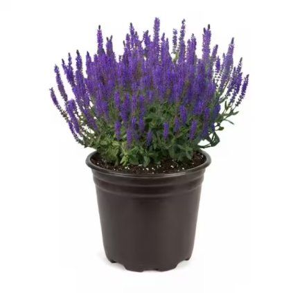 Šalvia lekárska, v črepníku 1,5l/P14