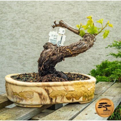 Vinič - bonsaj, v mise