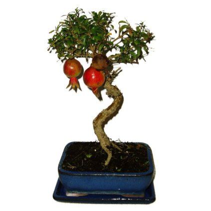 bonsai pinus halepensis 737 737y 3526 18974