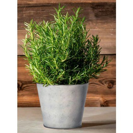 LEKARSKY ROZMARIN semena PREMIUM Vilmorin 0 1 g