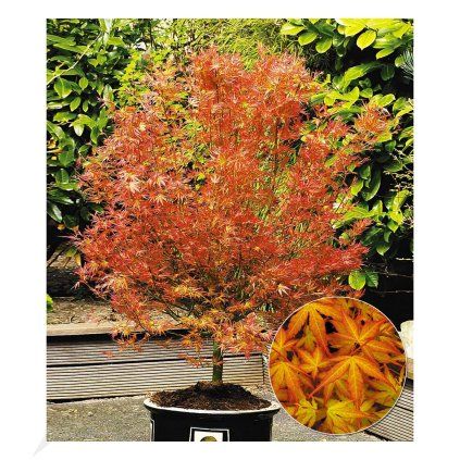 Javor dlaňolistý Katsura, výška 25/30 cm, v črepníku P10