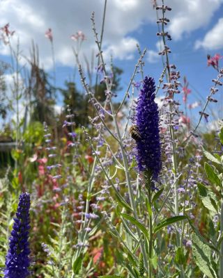 Obľúbená Trvalka Veronica dostupná vo viacerých farbách za skvelú cenu 4,99€ u nás! 💚 Nájdete na predajni aj na eshope:...