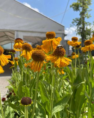 🌼 Helénium – letná žiara! 🌼 Helénium je ideálna trvalka pre tých, ktorí milujú živé farby a bohaté kvety. Príďte si vybrať...
