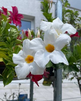 🌺 Mandevila – kvetinový klenot! 🌺 Naša mandevila je v plnom kvete a pripravená ozdobiť vašu záhradu živými farbami....