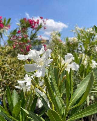 🌸 Exotická elegancia kvitnúceho oleandra! 🌸 Oživte svoju záhradu s nádhernými oleandrami, ktoré prinášajú kúsok exotiky a...