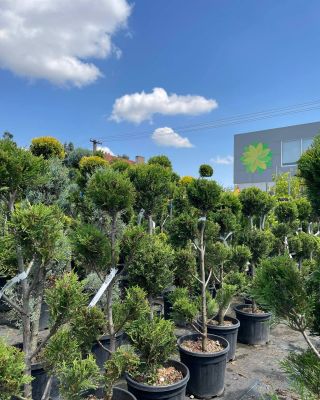 🌿 Tuje a cyprusovce v rôznych formách! 🌿 V našej predajni nájdete širokú ponuku okrasných tují a cyprusovcov, vrátane...