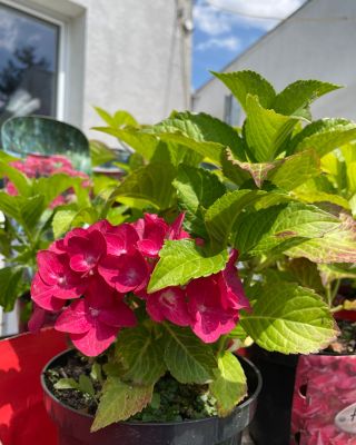 🌿✨ Letná akcia v gardencentre Oasis pokračuje! ✨🌿 -30% na vybrané Hortenzie! Hortenzie sú známe svojimi veľkými, farebnými...