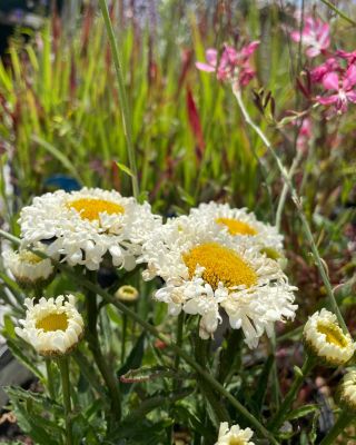 🌼 Vždy krásne margarétky! 🌼 Trvalky margarétky sú synonymom prirodzenej krásy a jednoduchosti. Príďte si pozrieť našu...