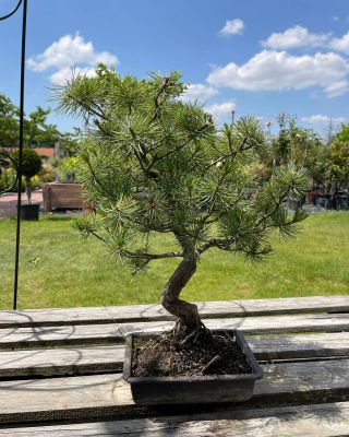Široký výber bonsajov a všetkého potrebného príslušenstva u nás! 💚 V našej ponuke nájdete široký výber exteriérových...