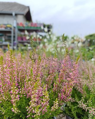Zastavte sa v našom záhradnom centre. Máme krásne rozkvitnuté gaury, vresy, echinacei a rôzne iné trvalky 🥰👍 určite...