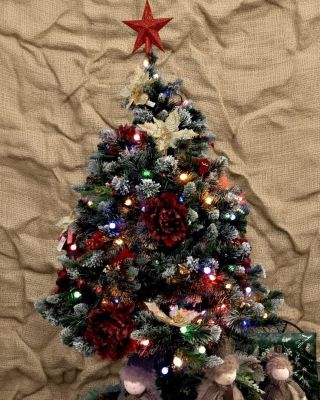 ​🎄 Vianočná krása ktorá očarí! 🌟 ​Hľadáte tú pravú dominantu pre tohtoročné Vianoce? ​Záhradné centrum Oasis Topoľčany Vám...